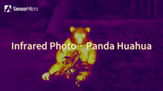 Υπέρυθρη φωτογραφία του Panda Huahua που τραβήχτηκε από τον SensorMicro Infrared Camera Core