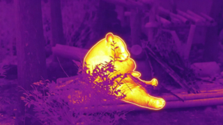 Το Panda τρώει μπαμπού #ThermaImage #InfraredPanda #Episode1