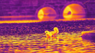 Infrared Swan - Λήψη με μονάδα κάμερας υπέρυθρης 640x512/12μm #shorts #infrared #thermalimaging